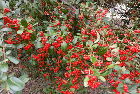 小众送妈妈的花有哪些花