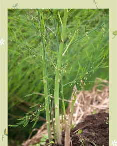 小众送妈妈的花有哪些花