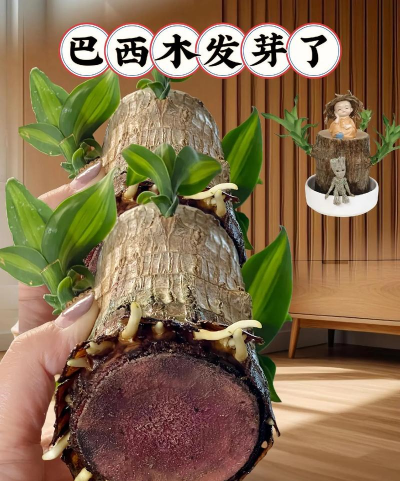 小众送妈妈的花有哪些花