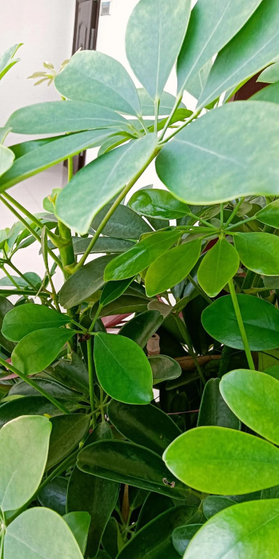 小众送妈妈的花有哪些花