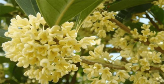 小众送妈妈的花有哪些花