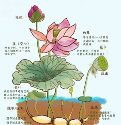 小众送妈妈的花有哪些花