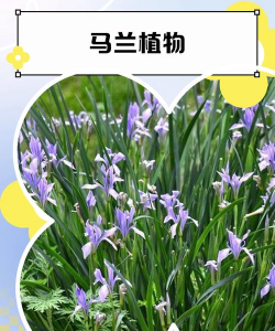 小众送妈妈的花有哪些花