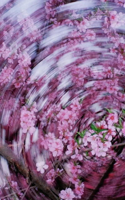 小众送妈妈的花有哪些花