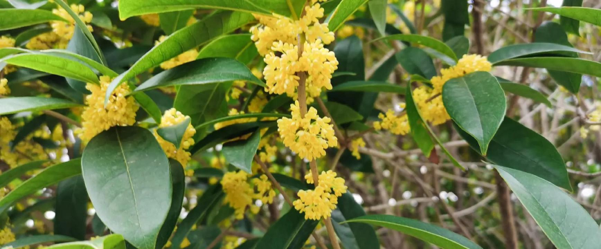 小众送妈妈的花有哪些花