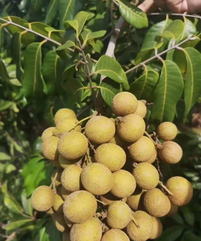 小众送妈妈的花有哪些花