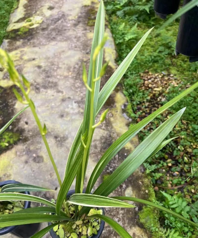 小众送妈妈的花有哪些花