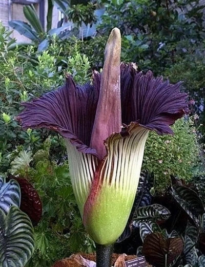 小众送妈妈的花有哪些花