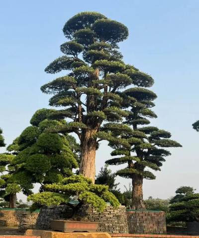 小众送妈妈的花有哪些花