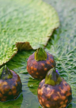 小众送妈妈的花有哪些花
