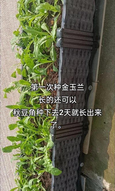 小众送妈妈的花有哪些花