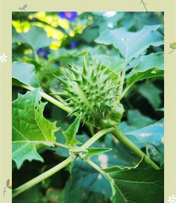 小众送妈妈的花有哪些花