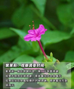 小众送妈妈的花有哪些花