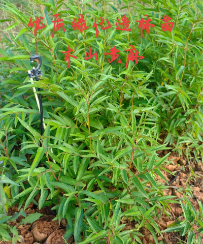 山麻怎么种植 山麻怎么种植