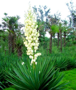 凤尾兰的花是什么颜色 凤尾兰的花是什么颜色