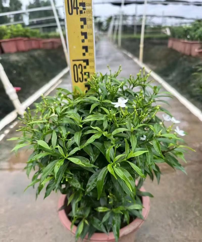 狗牙花盆栽用什么盆 狗牙花盆栽用什么盆