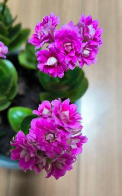 家里阳光不足怎么养花，选对植物种类，掌握养护技巧