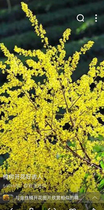 家里阳光不足怎么养花，选对植物种类，掌握养护技巧