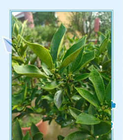 家里阳光不足怎么养花，选对植物种类，掌握养护技巧