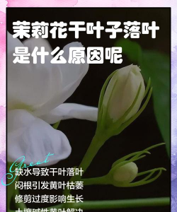 家里阳光不足怎么养花，选对植物种类，掌握养护技巧