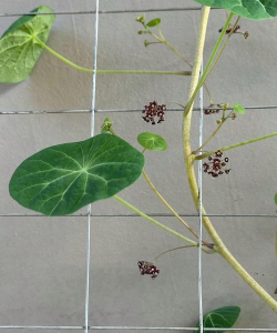 家里阳光不足怎么养花，选对植物种类，掌握养护技巧