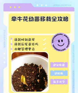 家里阳光不足怎么养花，选对植物种类，掌握养护技巧