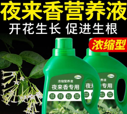家里阳光不足怎么养花，选对植物种类，掌握养护技巧