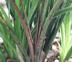 家里阳光不足怎么养花，选对植物种类，掌握养护技巧