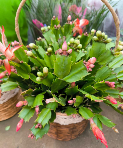 家里阳光不足怎么养花，选对植物种类，掌握养护技巧