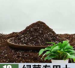家里阳光不足怎么养花，选对植物种类，掌握养护技巧