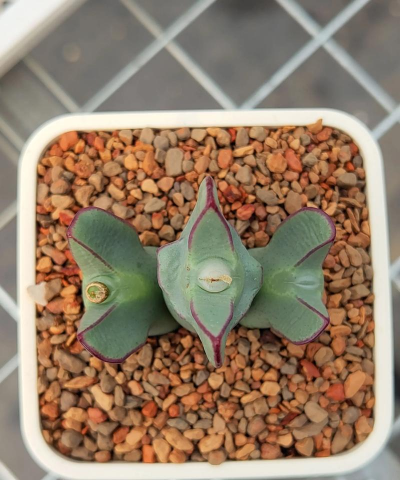 家里阳光不足怎么养花，选对植物种类，掌握养护技巧