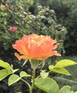 家里阳光不足怎么养花，选对植物种类，掌握养护技巧