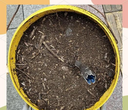 家里阳光不足怎么养花，选对植物种类，掌握养护技巧