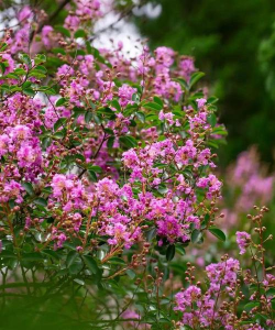 家里阳光不足怎么养花，选对植物种类，掌握养护技巧