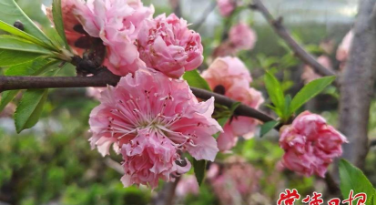 家里阳光不足怎么养花，选对植物种类，掌握养护技巧