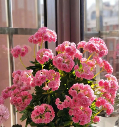 家里阳光不足怎么养花，选对植物种类，掌握养护技巧