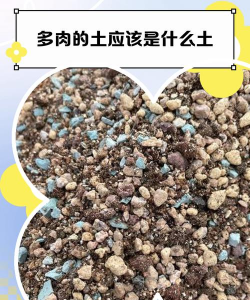 家里阳光不足怎么养花，选对植物种类，掌握养护技巧