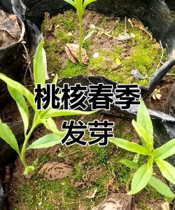 家里阳光不足怎么养花，选对植物种类，掌握养护技巧