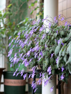 家里阳光不足怎么养花，选对植物种类，掌握养护技巧