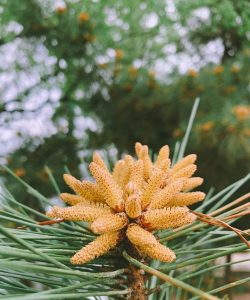 家里阳光不足怎么养花，选对植物种类，掌握养护技巧