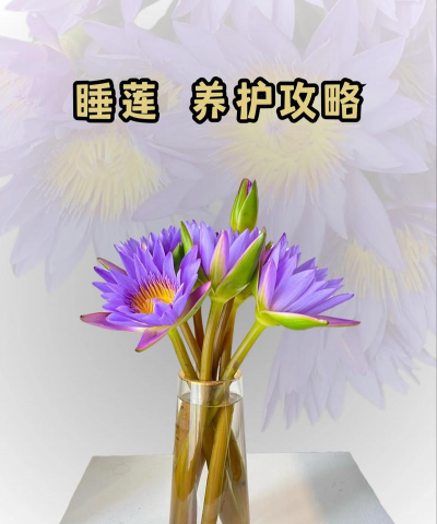 小众送妈妈的花有哪些花