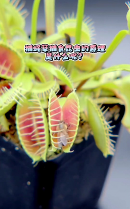 家里阳光不足怎么养花，选对植物种类，掌握养护技巧