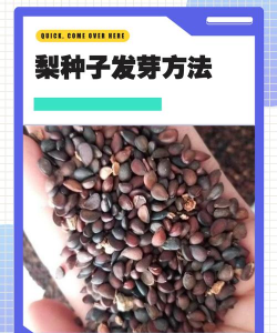 家里阳光不足怎么养花，选对植物种类，掌握养护技巧