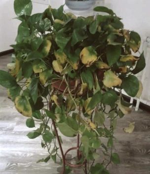 家里阳光不足怎么养花，选对植物种类，掌握养护技巧