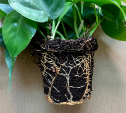 家里阳光不足怎么养花，选对植物种类，掌握养护技巧