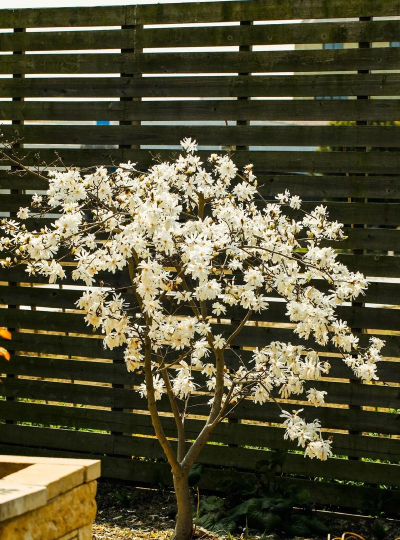 家里阳光不足怎么养花，选对植物种类，掌握养护技巧