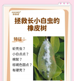 家里阳光不足怎么养花，选对植物种类，掌握养护技巧