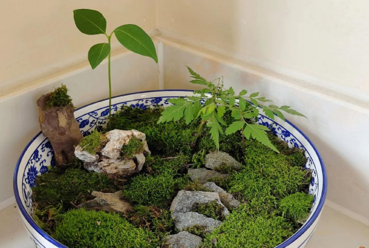 家里阳光不足怎么养花，选对植物种类，掌握养护技巧