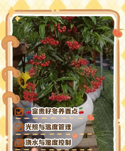 家里阳光不足怎么养花，选对植物种类，掌握养护技巧