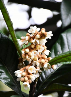 家里阳光不足怎么养花，选对植物种类，掌握养护技巧